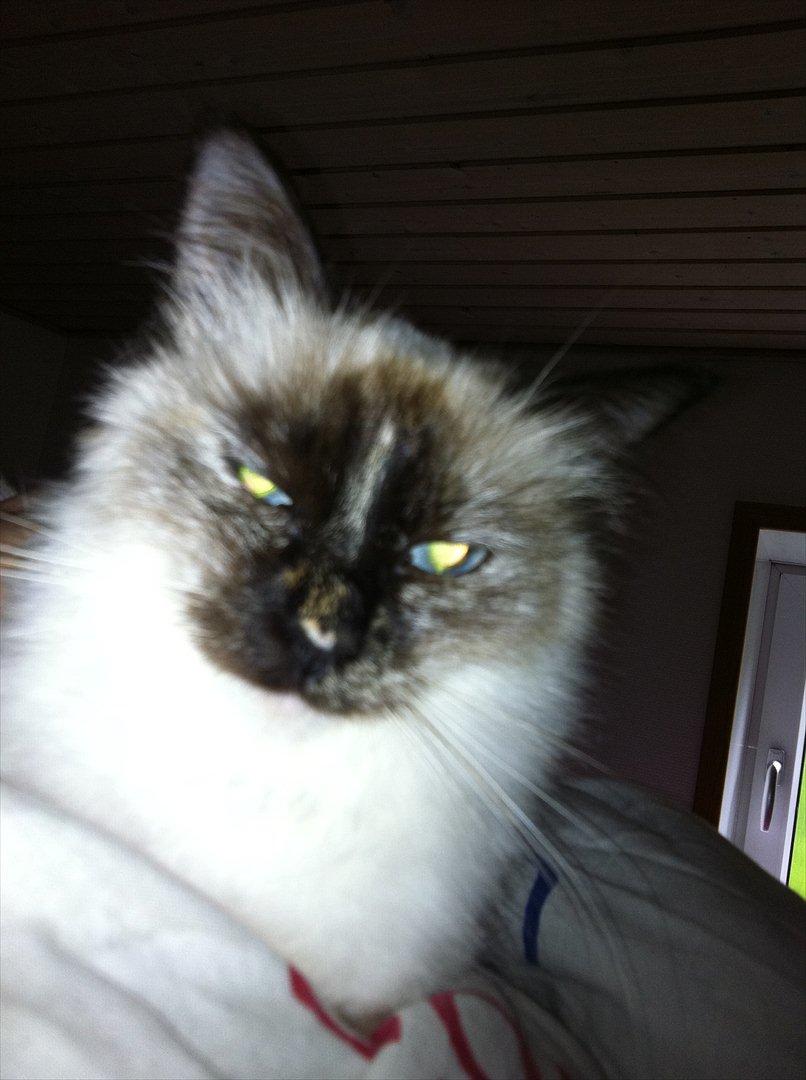 Hellig Birma Miridania's Hagar billede 6