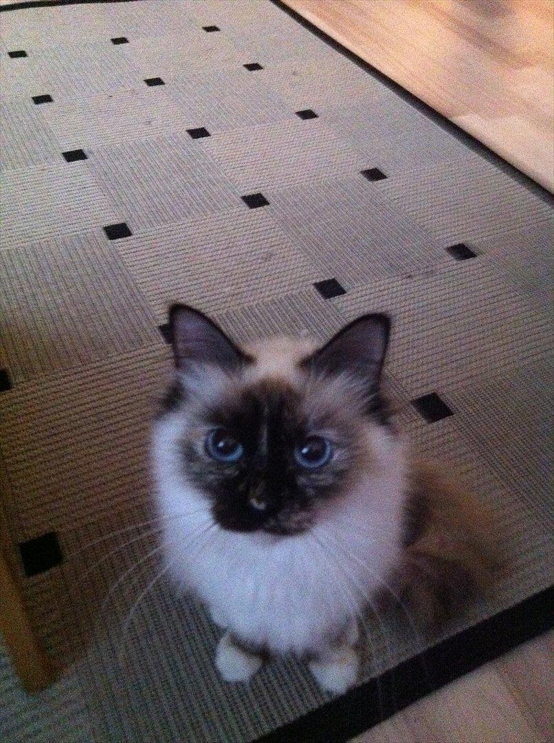 Hellig Birma Miridania's Hagar billede 7