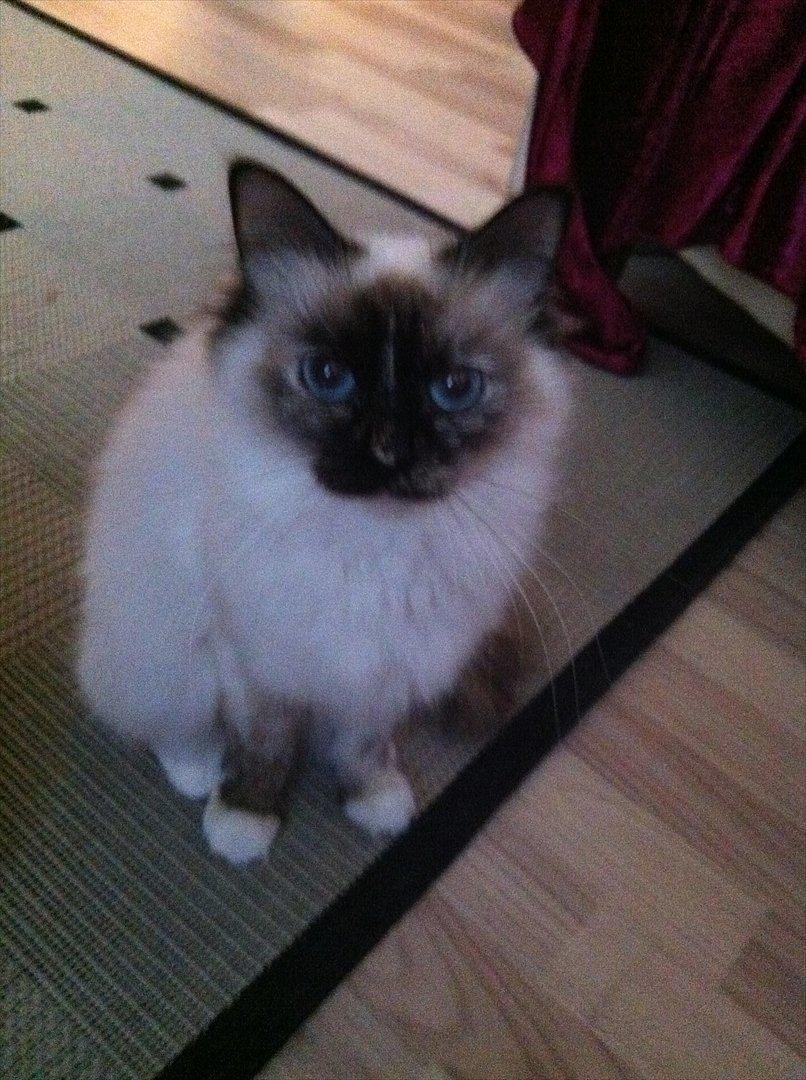 Hellig Birma Miridania's Hagar billede 8