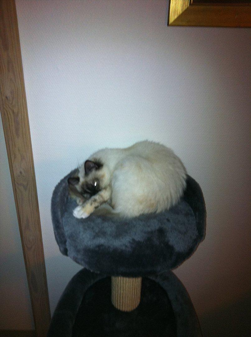 Hellig Birma Miridania's Hagar billede 9