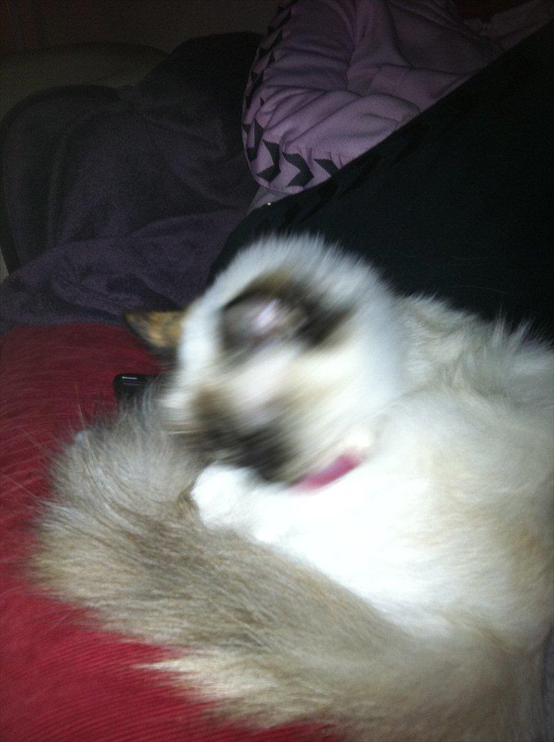 Hellig Birma Miridania's Hagar billede 10