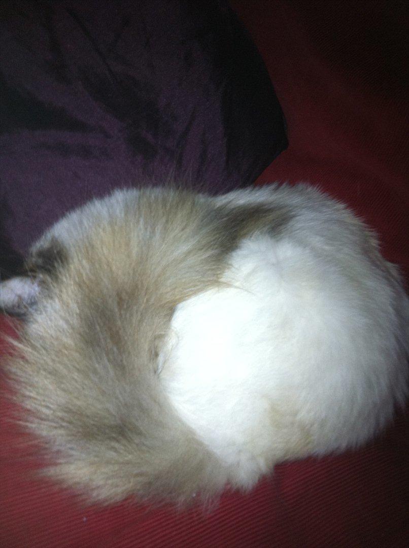 Hellig Birma Miridania's Hagar billede 11