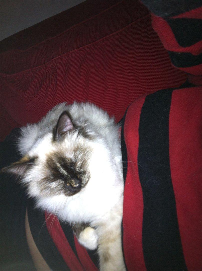 Hellig Birma Miridania's Hagar billede 12