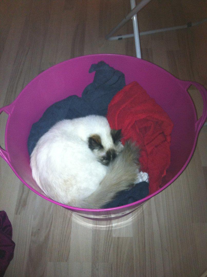 Hellig Birma Miridania's Hagar billede 13