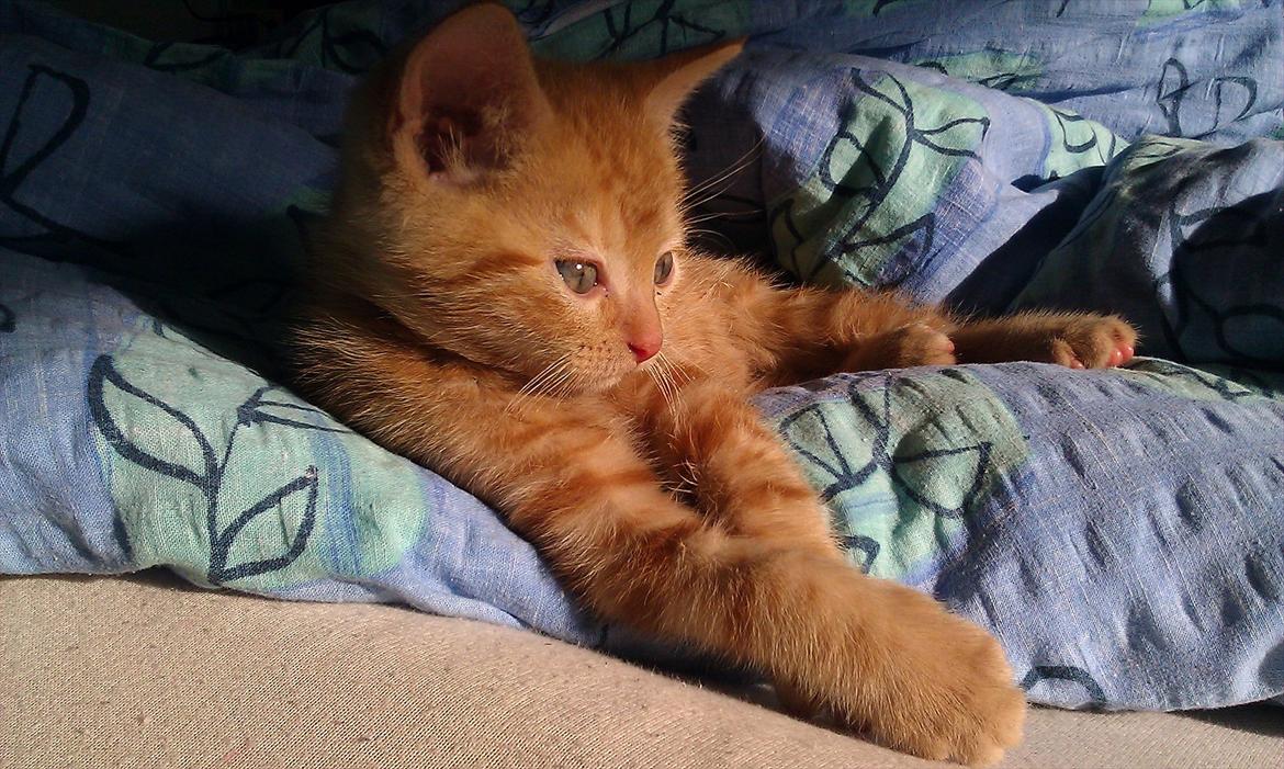 Huskat Uffe Ingolf billede 1