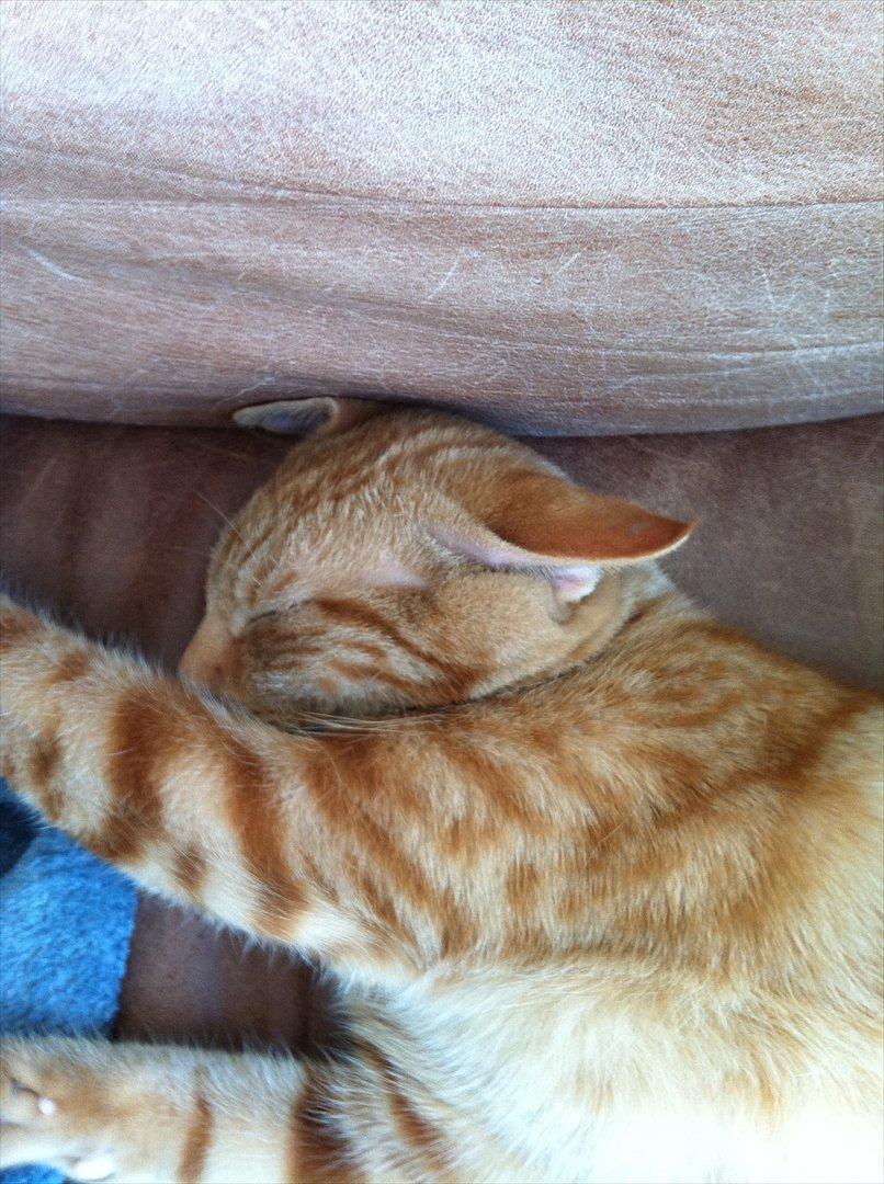 Huskat Uffe Ingolf billede 2