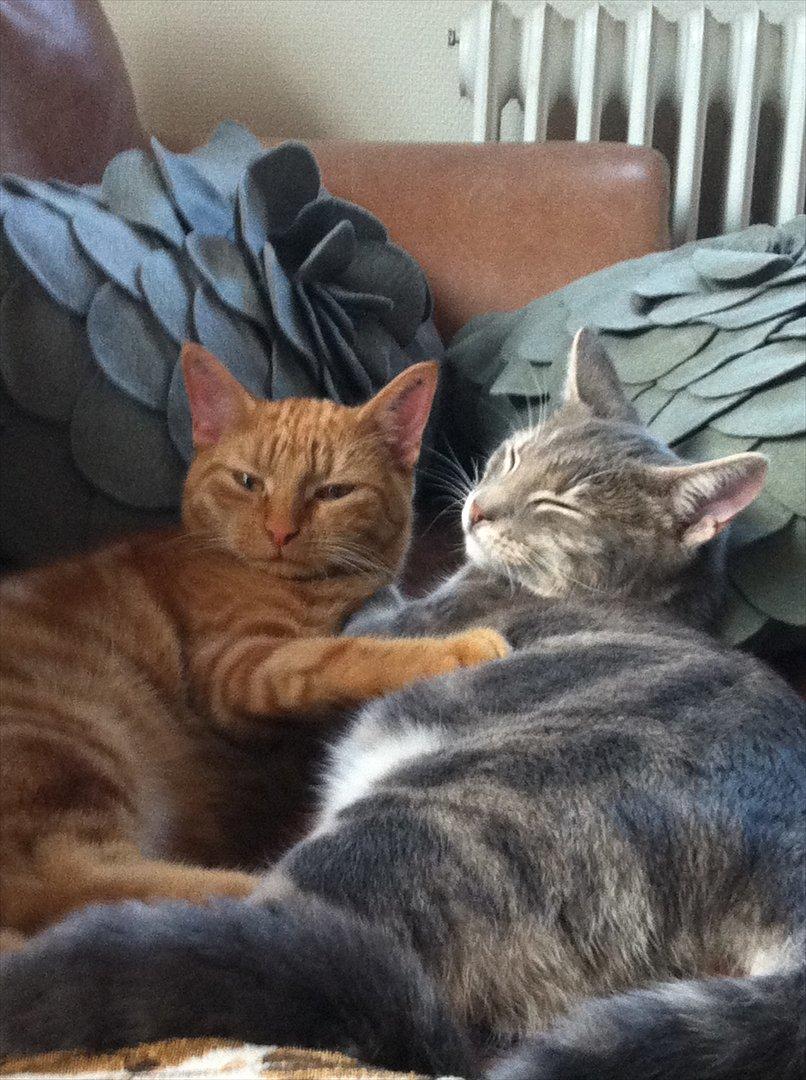 Huskat Uffe Ingolf billede 3