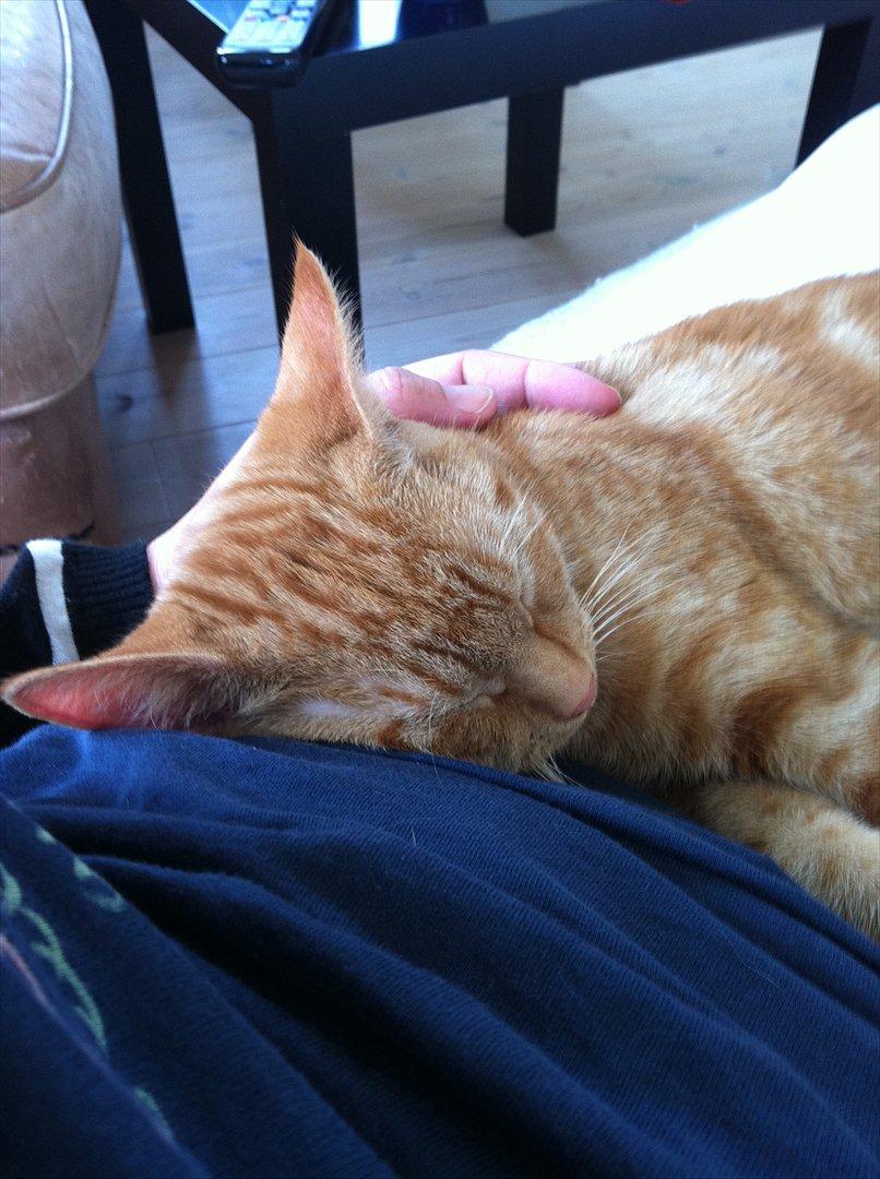 Huskat Uffe Ingolf billede 4