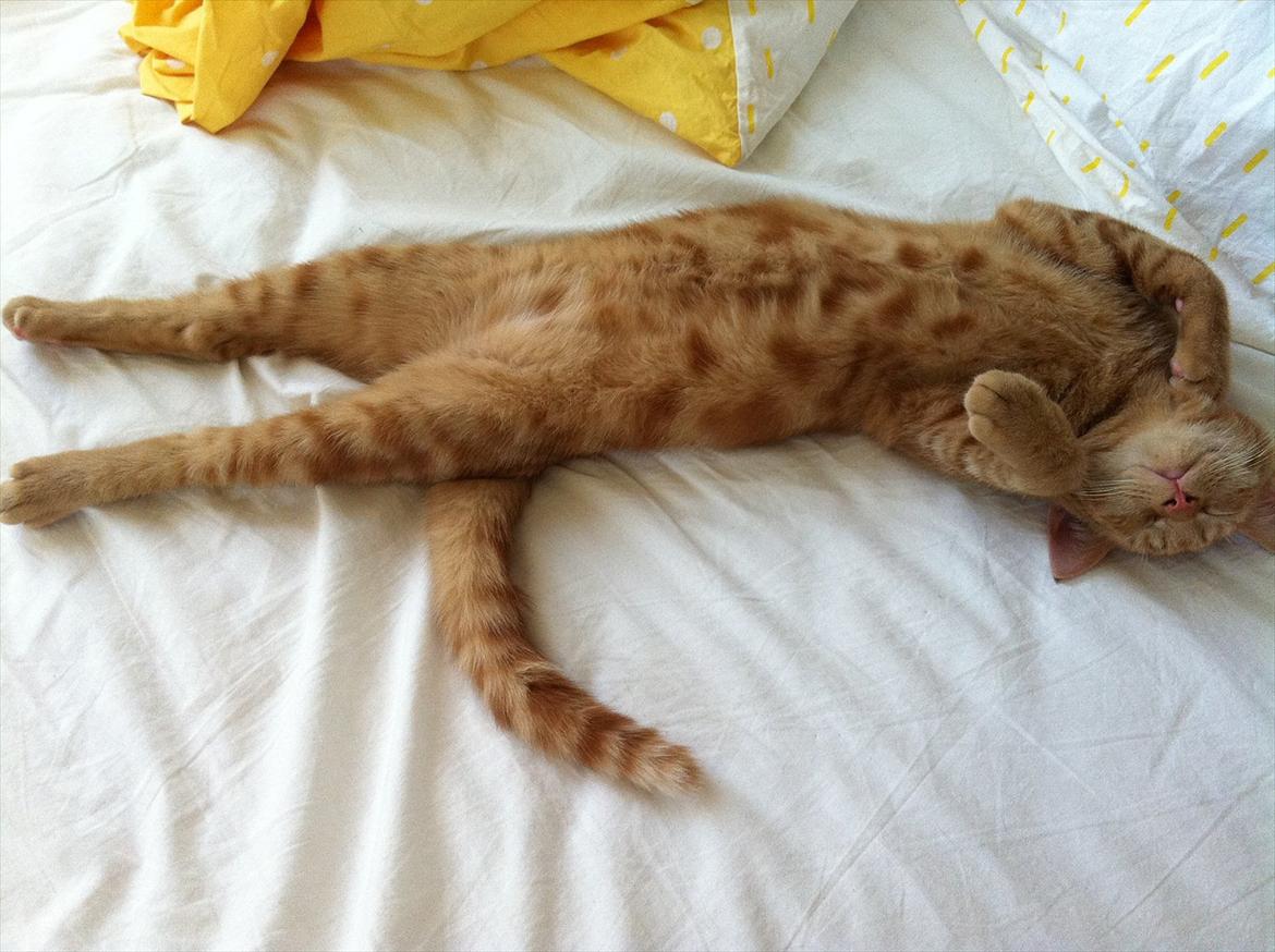 Huskat Uffe Ingolf billede 5