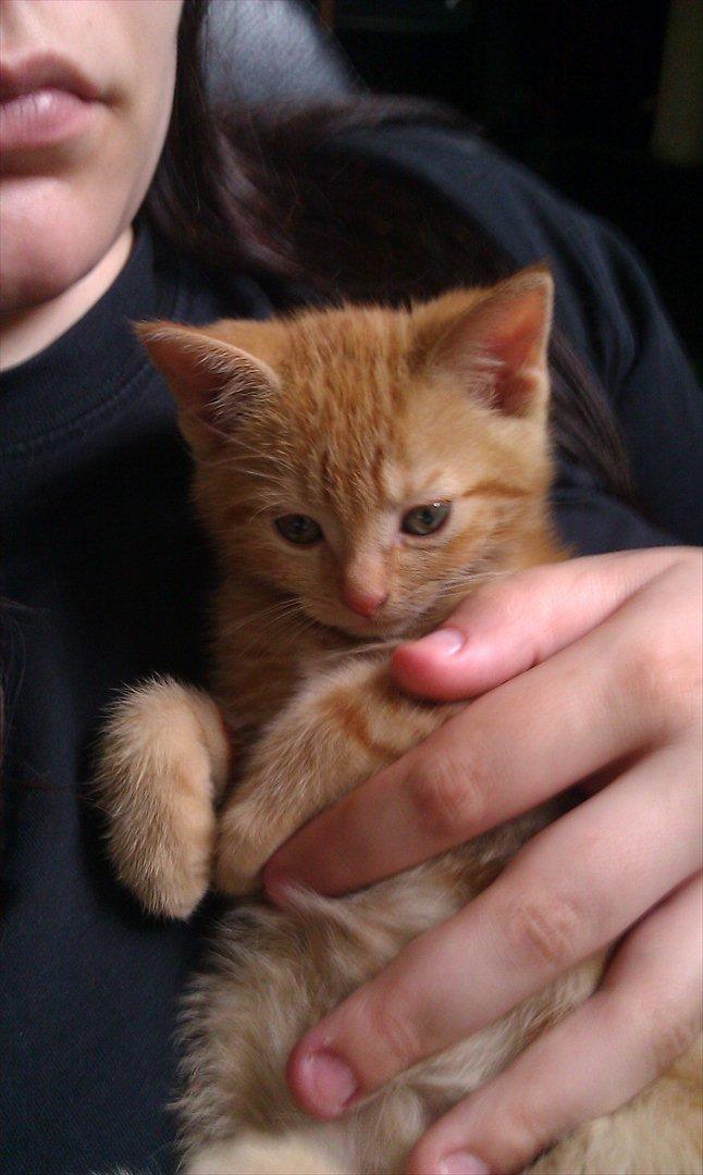 Huskat Uffe Ingolf billede 6