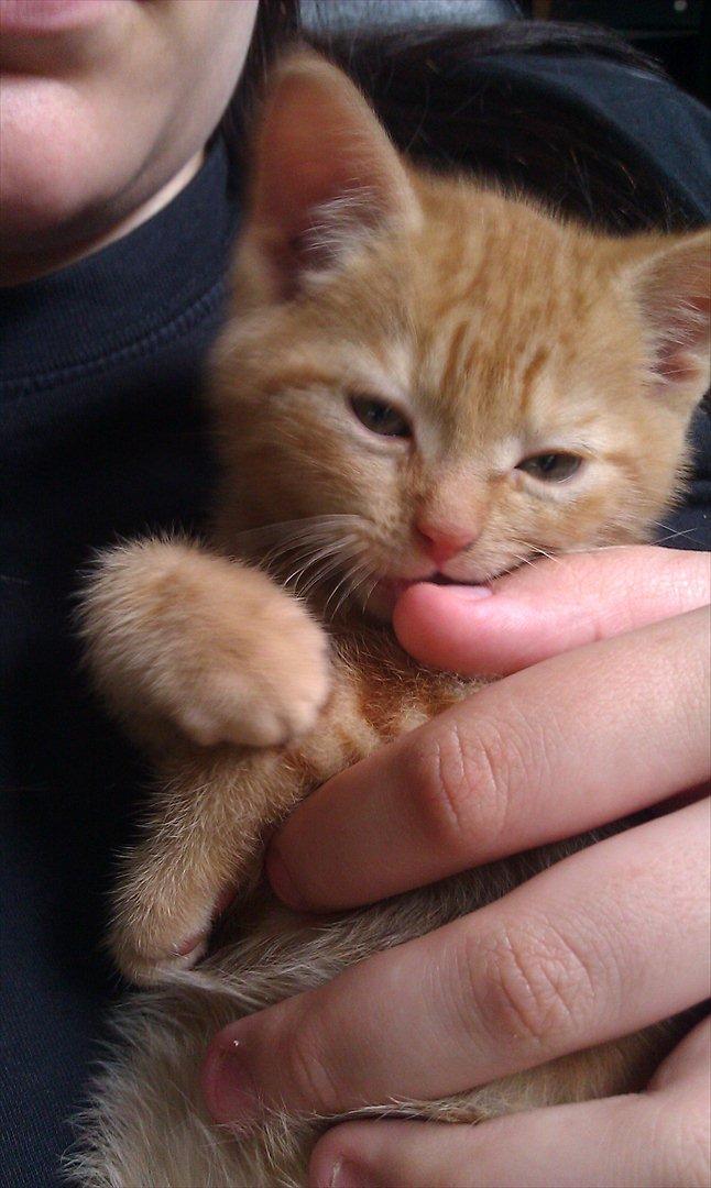 Huskat Uffe Ingolf billede 7