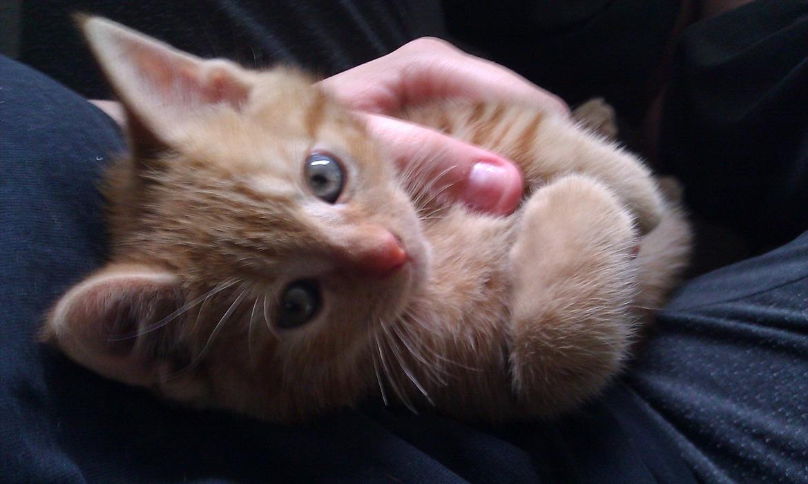 Huskat Uffe Ingolf billede 8