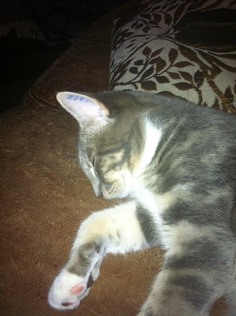 Huskat Pelle Arnold billede 1