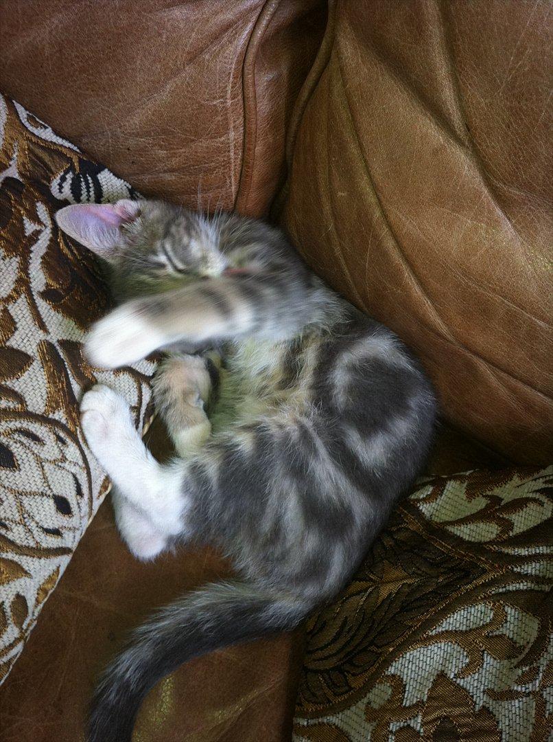 Huskat Pelle Arnold billede 2