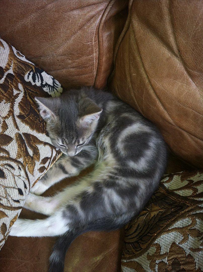 Huskat Pelle Arnold billede 3