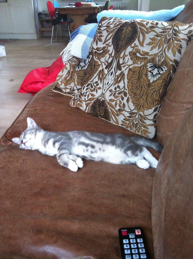 Huskat Pelle Arnold billede 4