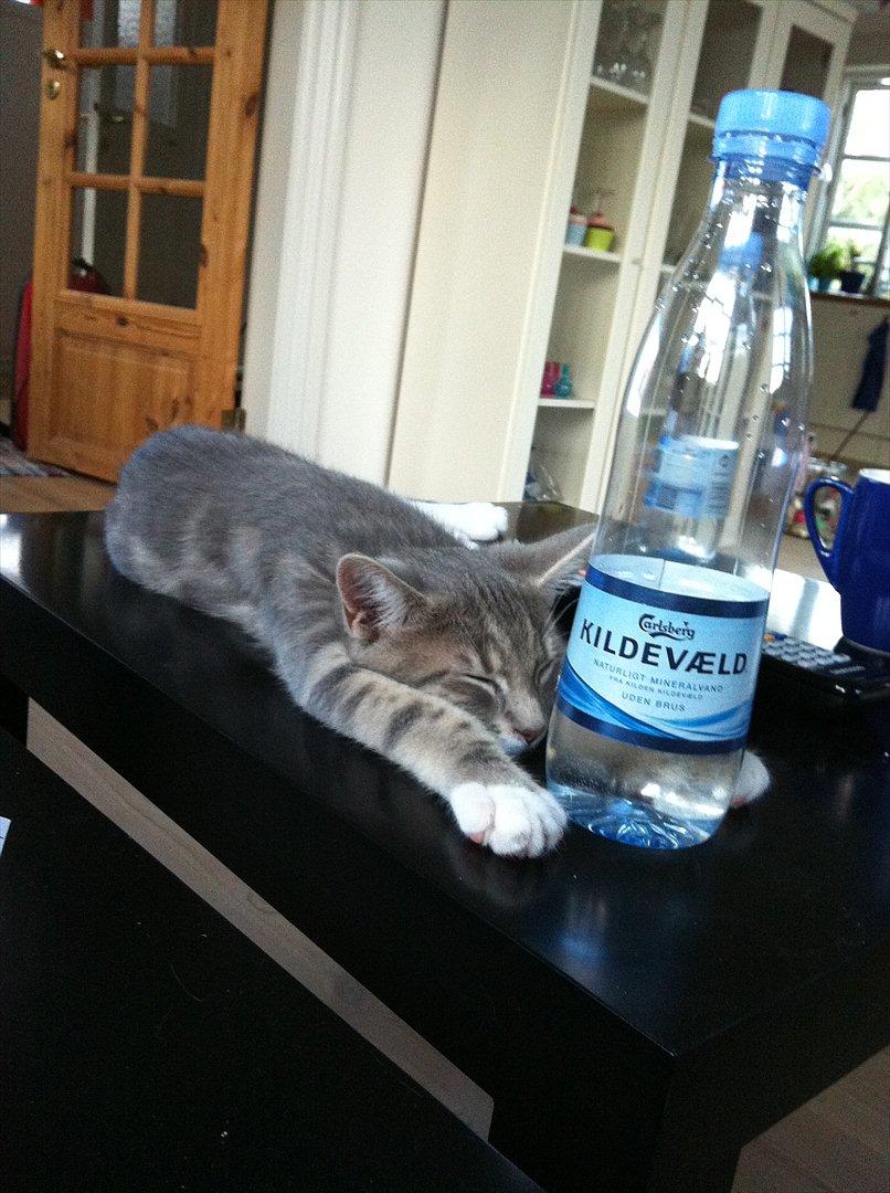 Huskat Pelle Arnold billede 5