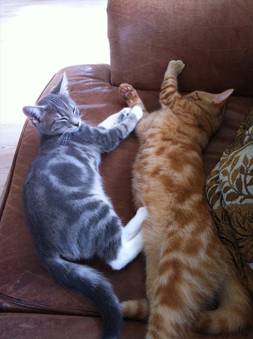 Huskat Pelle Arnold billede 6