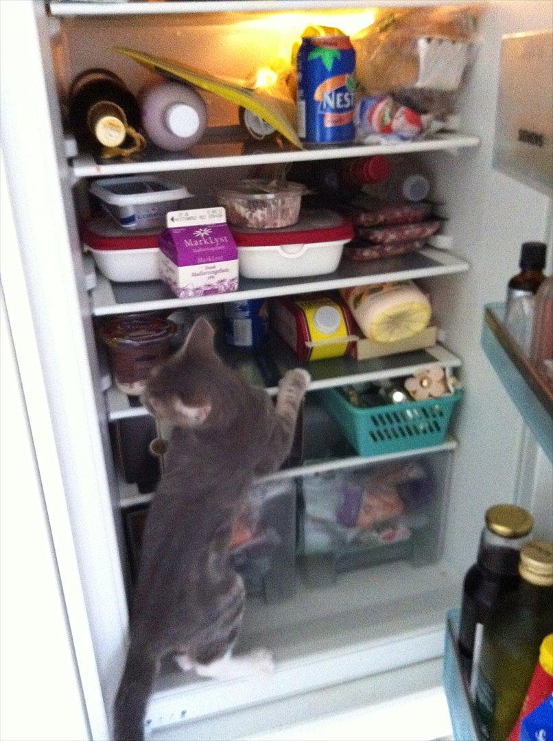 Huskat Pelle Arnold billede 7