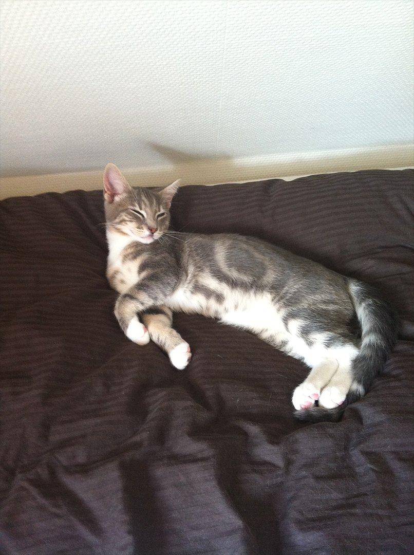 Huskat Pelle Arnold billede 8