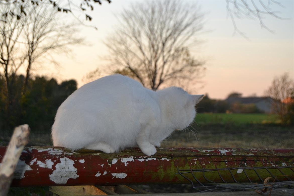 Huskat VIKTORIA. billede 3