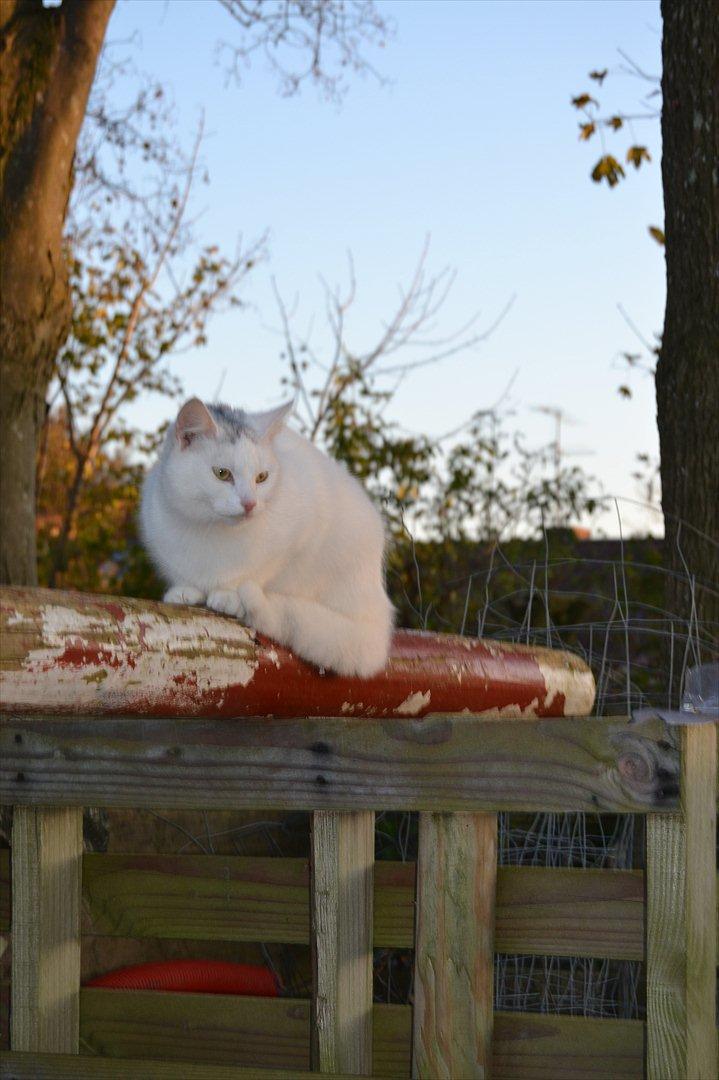 Huskat VIKTORIA. billede 4