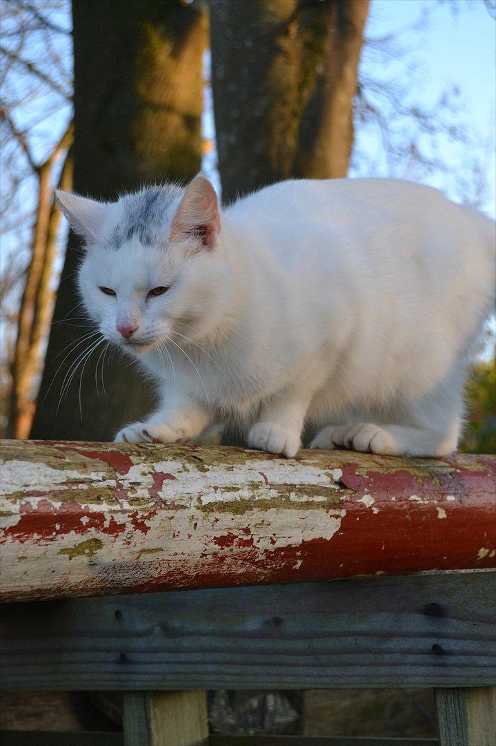 Huskat VIKTORIA. billede 6