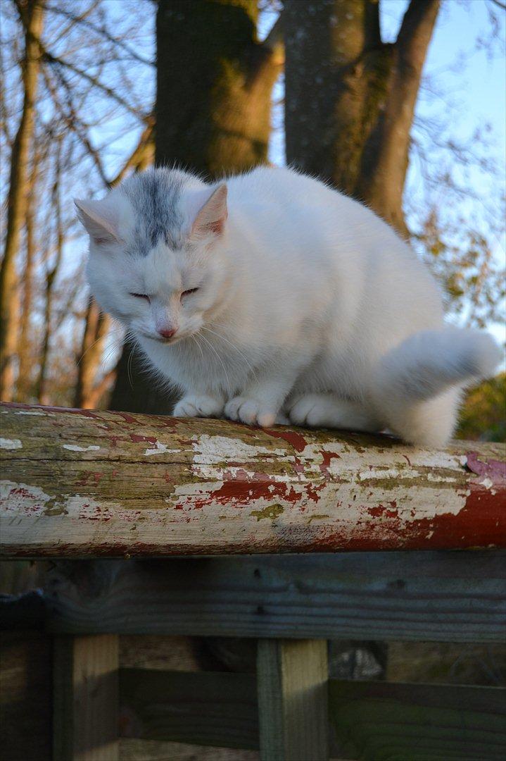 Huskat VIKTORIA. billede 7