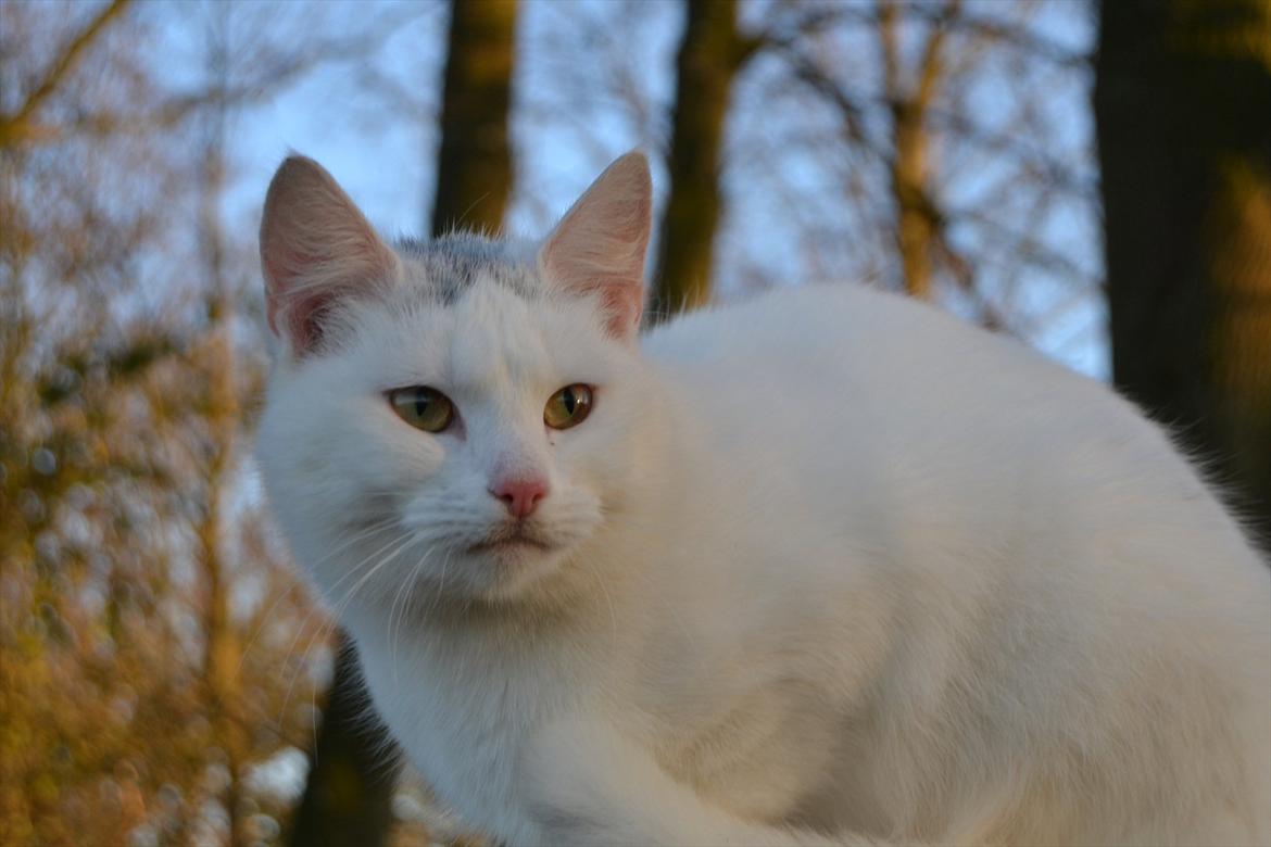 Huskat VIKTORIA. billede 8