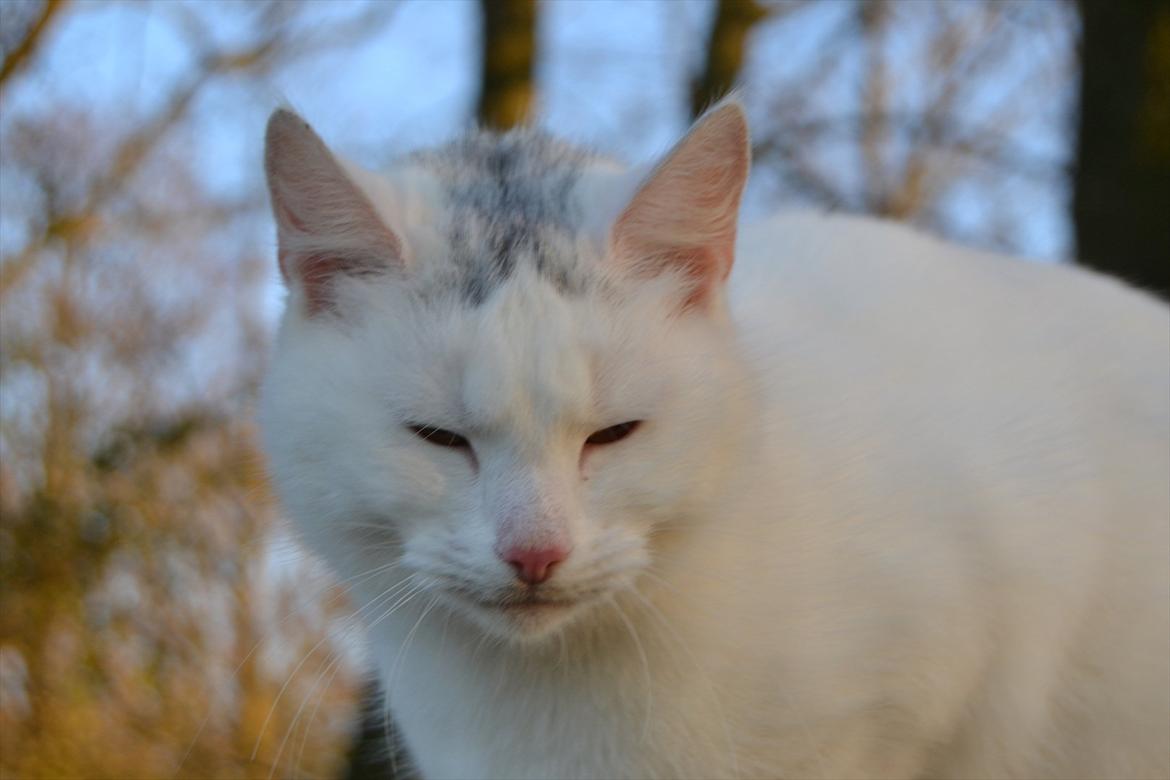 Huskat VIKTORIA. billede 10