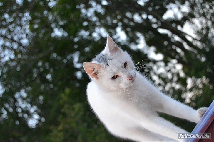 Huskat VIKTORIA. billede 14