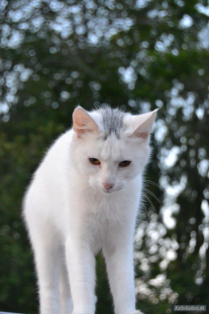 Huskat VIKTORIA. billede 15