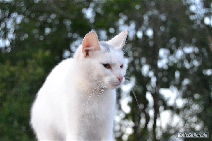 Huskat VIKTORIA. billede 16