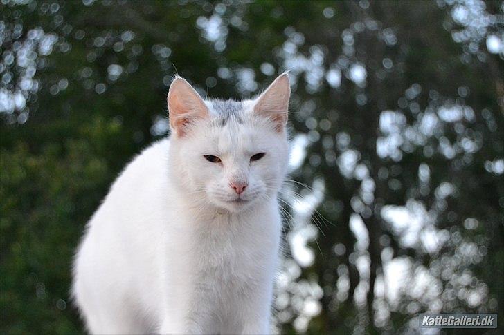 Huskat VIKTORIA. billede 17