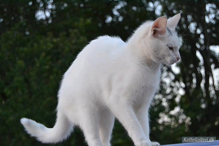 Huskat VIKTORIA. billede 19