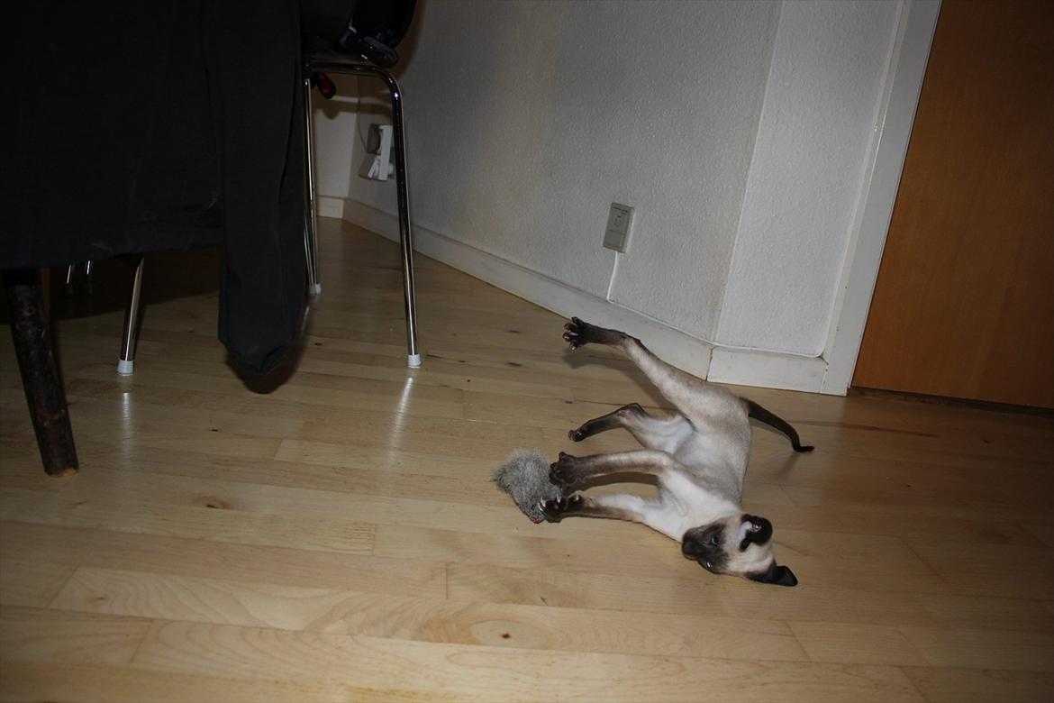 Siameser Tyttebøvs "Tytte" - Hmm jaaa vildt går det til når vi leger!! billede 13