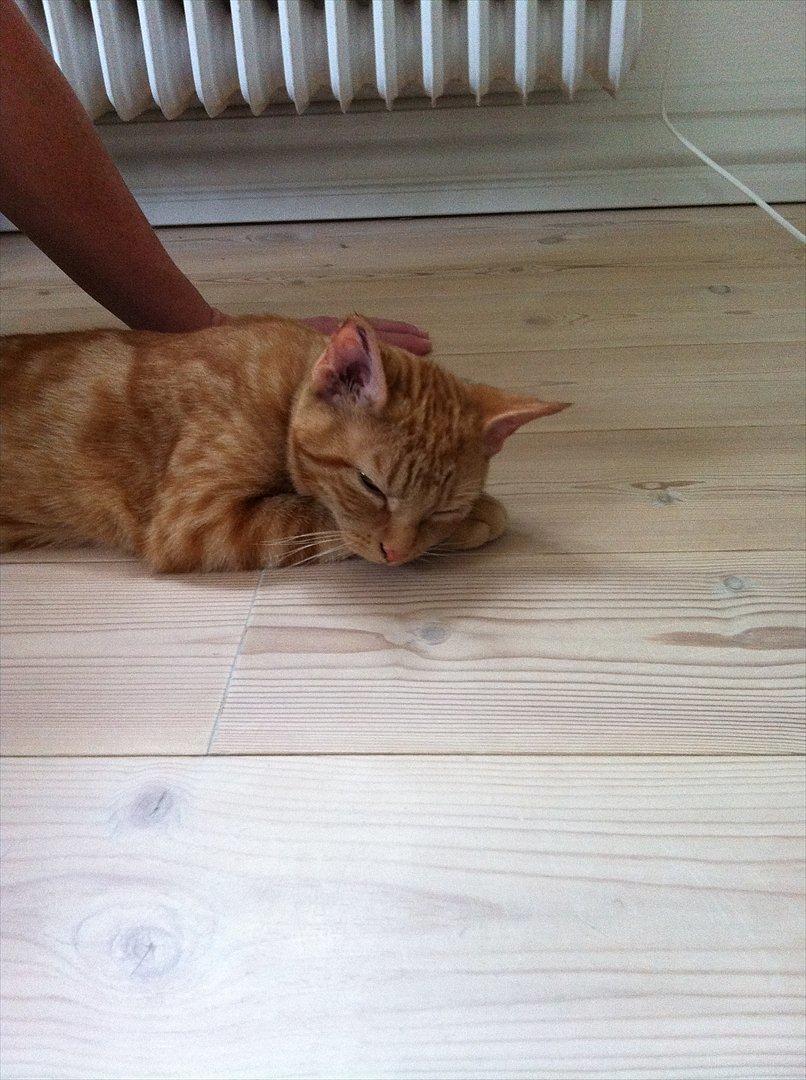 Huskat Uffe Ingolf billede 9