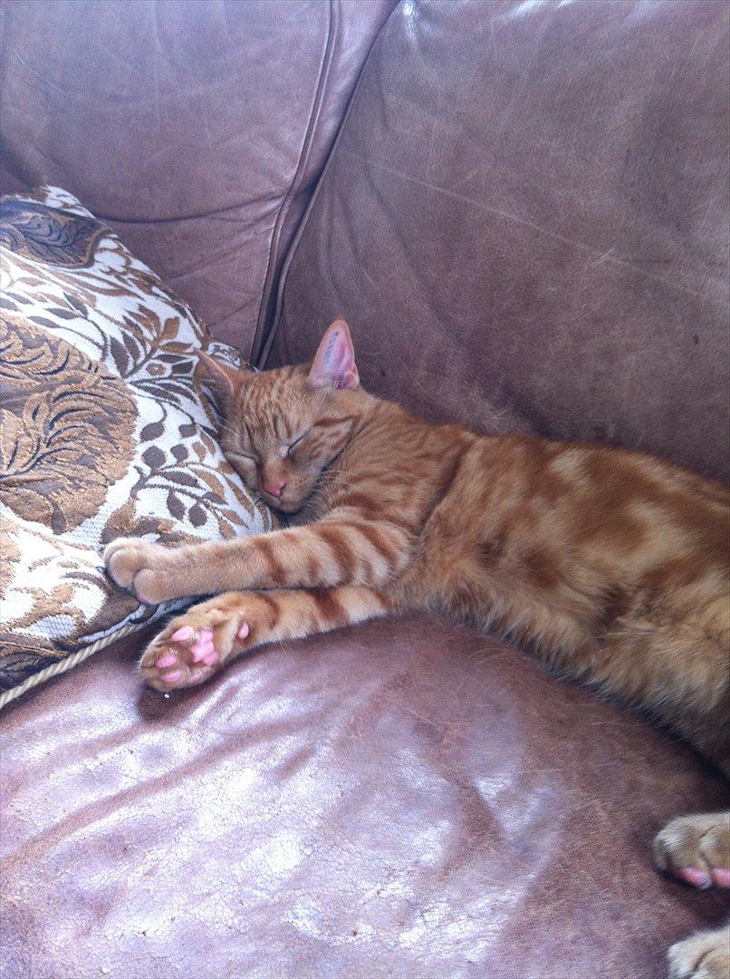 Huskat Uffe Ingolf billede 10