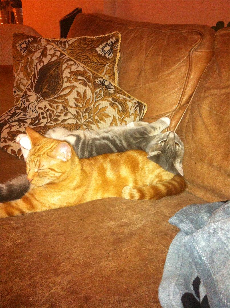 Huskat Uffe Ingolf billede 11