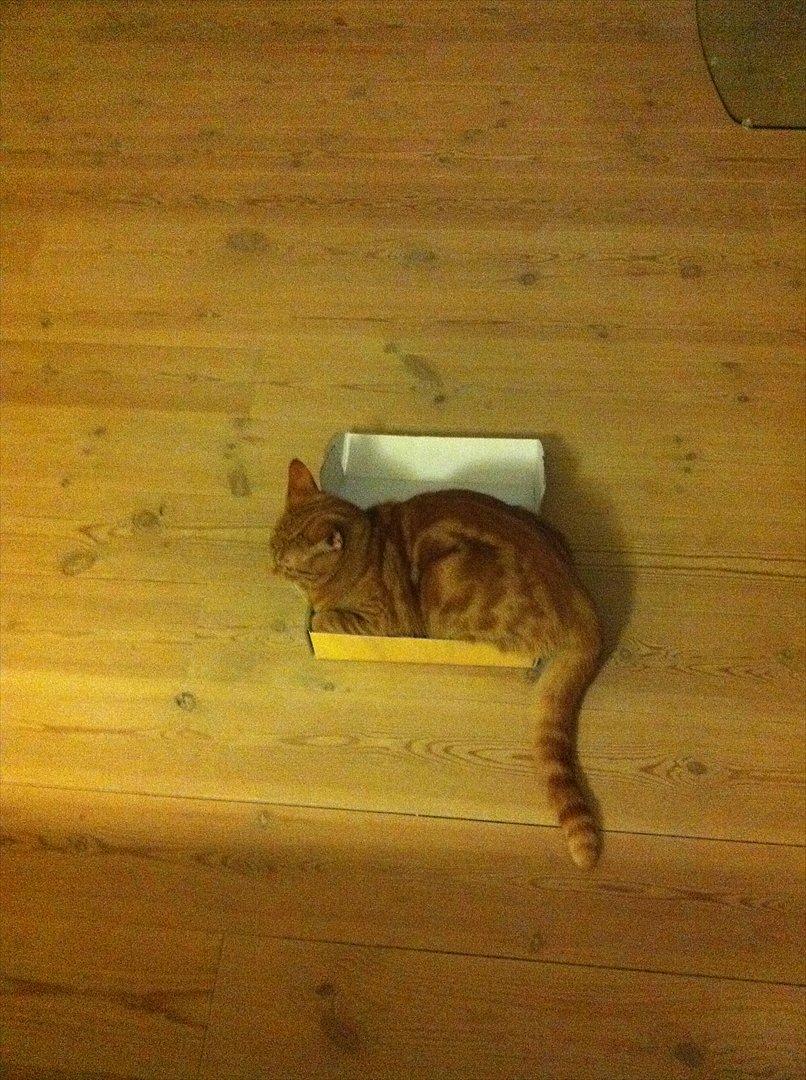 Huskat Uffe Ingolf billede 12