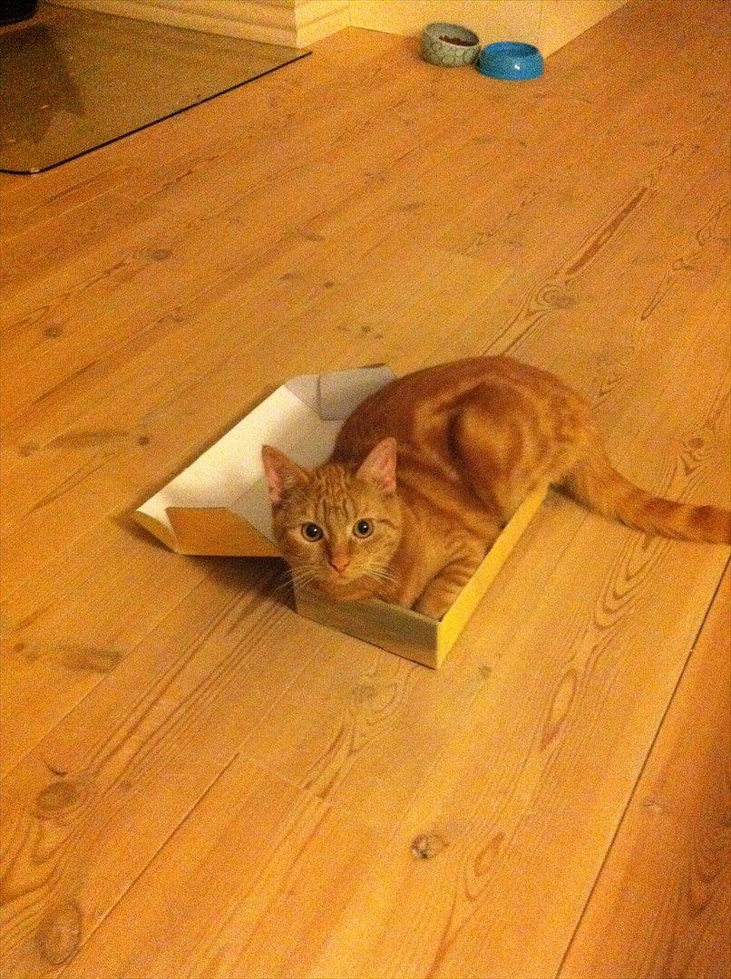 Huskat Uffe Ingolf billede 13