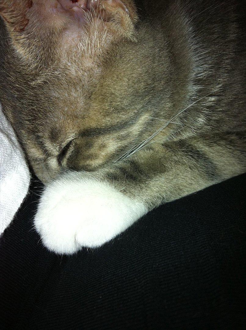 Huskat Pelle Arnold billede 9