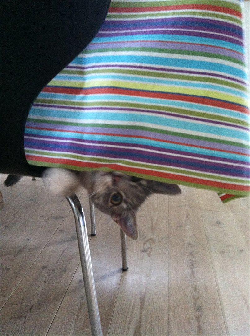 Huskat Pelle Arnold billede 10