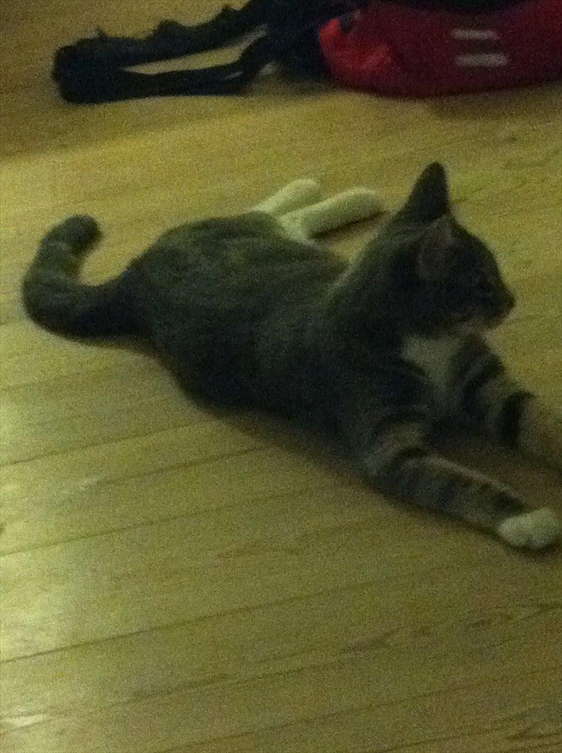 Huskat Pelle Arnold billede 11