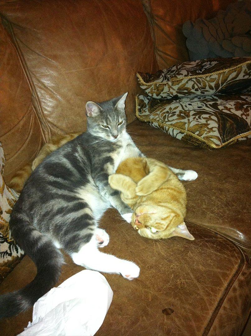 Huskat Pelle Arnold billede 12