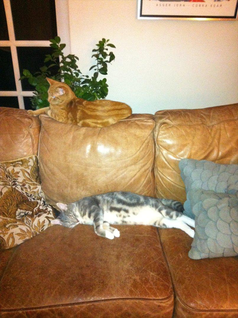 Huskat Pelle Arnold billede 13