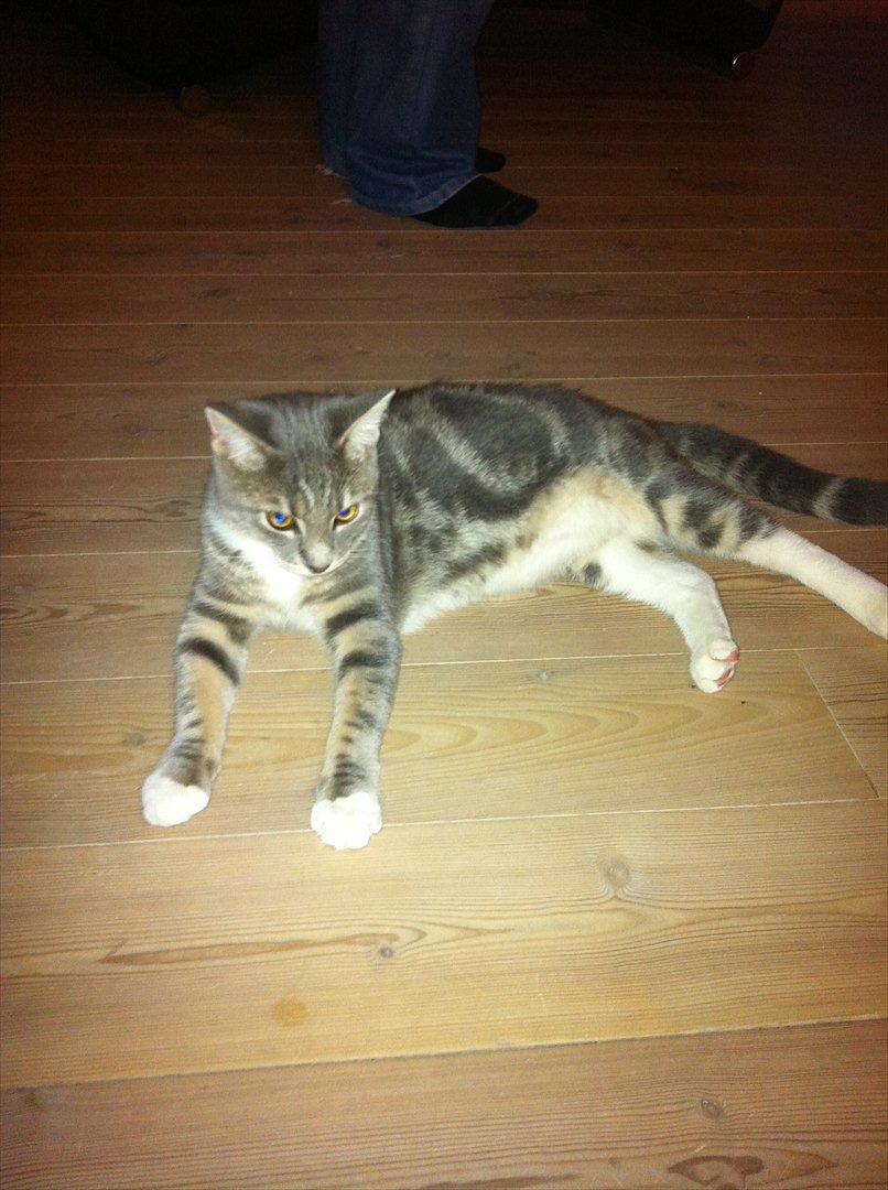 Huskat Pelle Arnold billede 14