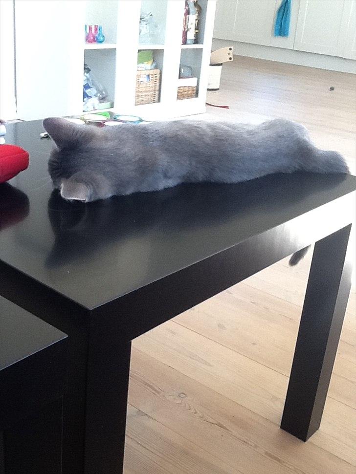 Huskat Pelle Arnold billede 15