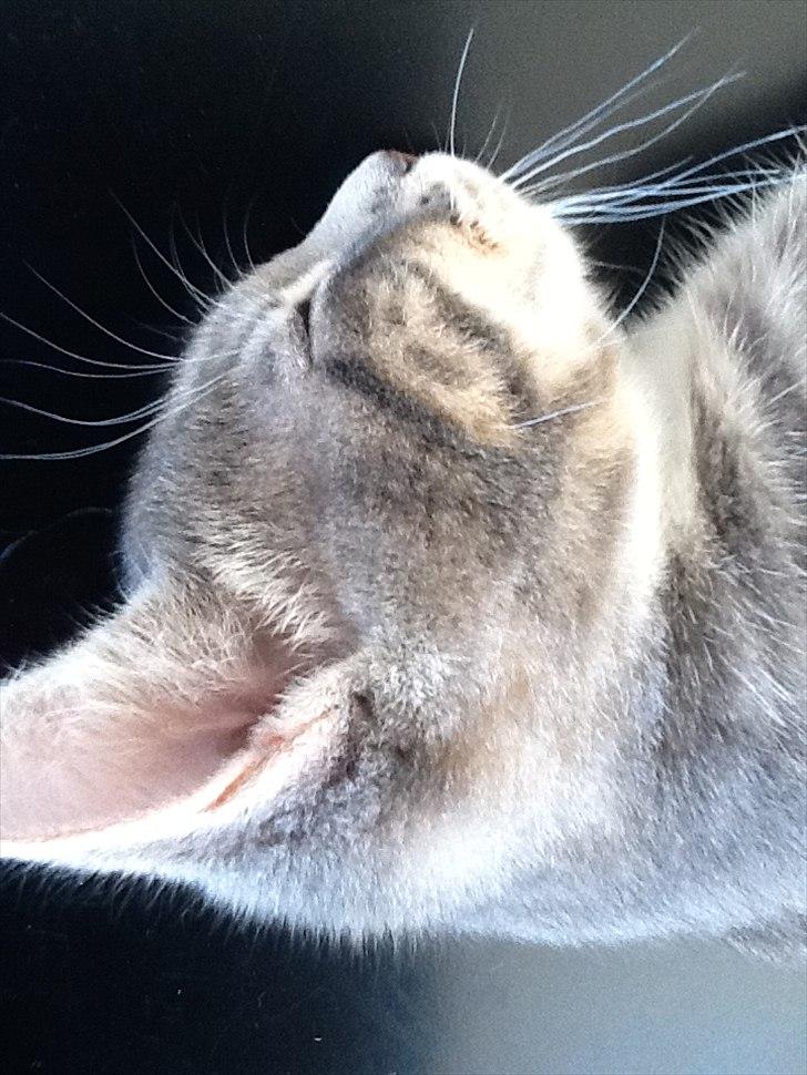 Huskat Pelle Arnold billede 16