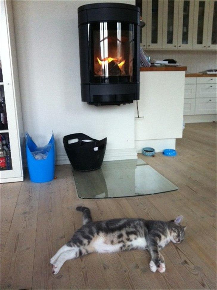 Huskat Pelle Arnold billede 17